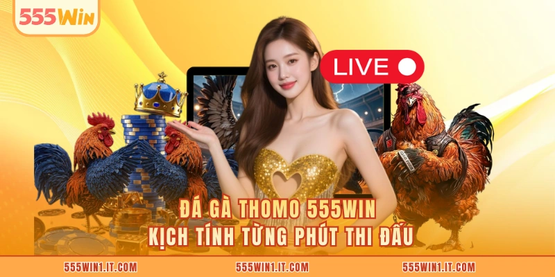Đá Gà Thomo 555WIN - Thắng Khủng Từ Những Cú Ra Đòn Đá gà Thomo 555WIN kịch tính từng phút thi đấu