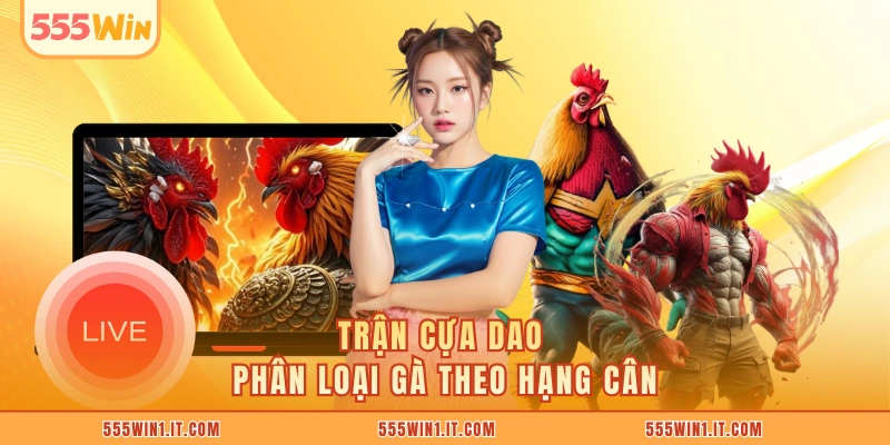 Trận cựa dao phân loại gà theo hạng cân